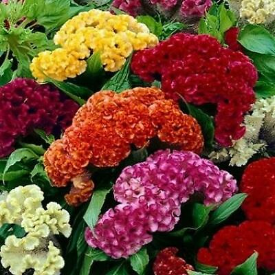 Celosia CRISTATA Mixed Cockscomb Dried Flowers Cutflowers Non GMO 500 Seeds $3.98