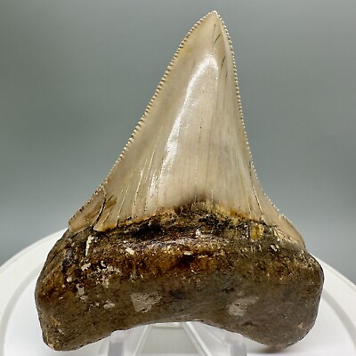 #ad Very Rarely Offered COLORFUL 3.57quot; Fossil PERUVIAN MEGALODON Shark Tooth Peru $159.00