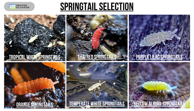 #ad Live Springtail Cultures Large Species Selection $13.96
