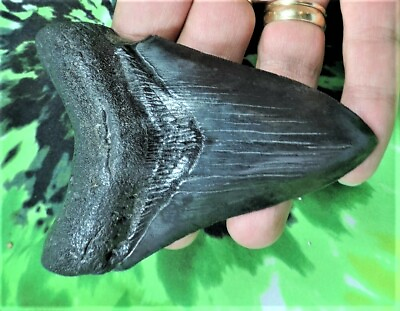 #ad 4 INCH REAL MEGALODON SHARK TOOTH BIG FOSSIL GIANT GENUINE SERRATED TEETH MEG $159.95