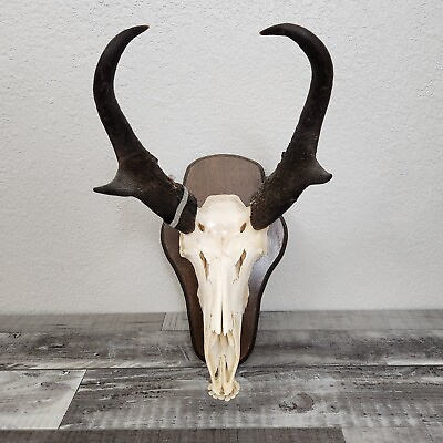 #ad Pronghorn Antelope European Mount White Tip Horn Full Skull Display Decor $150.00