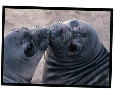 #ad Vintage Animal Postcard TWO MONTH OLD NORTHERN ELEPHANT SEAL PUPS UNPOSTED $3.00