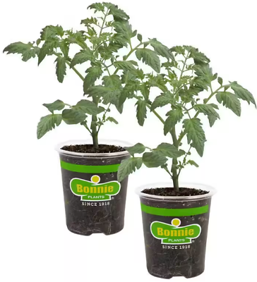 #ad Bonnie Plants Non GMO Husky Cherry Tomato Plant 19.3 oz. 2 Pack $19.97