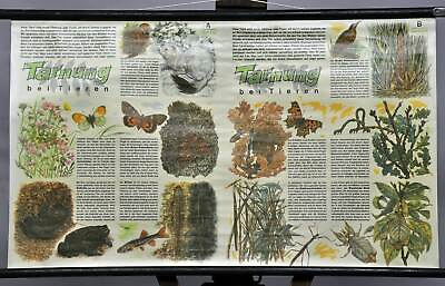 #ad old pull down biological wall chart nature crypsis by animals coloration $215.99