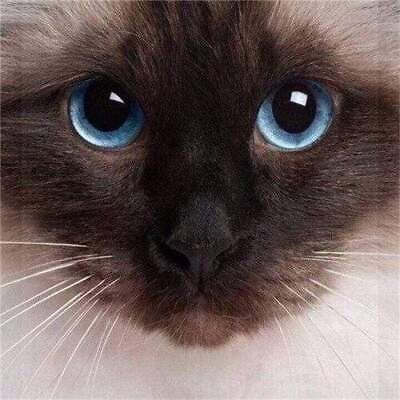 #ad 5D Diamond Painting Blue Eyed Siamese Cat Kit $19.99