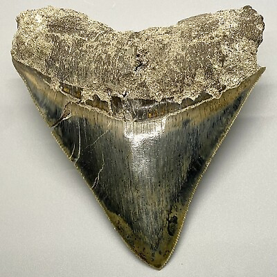 #ad Razor Sharply Serrated Blue Gray 3.96quot; Fossil MEGALODON Tooth Amazing Colors $149.00