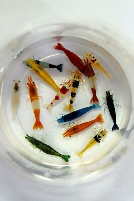 #ad Adult Neocaridina Candy Skittle Live Shrimp Mixed Colors Aquarium $16.95