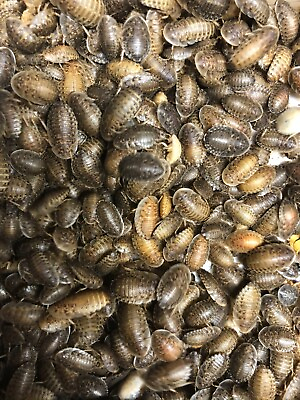 #ad Dubia Roaches Small Medium Large amp; Feeder Males Live Arrival Guaranteed $46.00