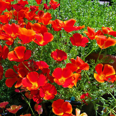 #ad Red Chief California Poppy Seeds Non GMO Free Shipping Seed Store 1229 $23.89
