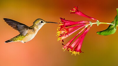 #ad Hummingbird Wildflower Seed Mix Perennial Garden for Hummingbirds Easy to Grow $8.99