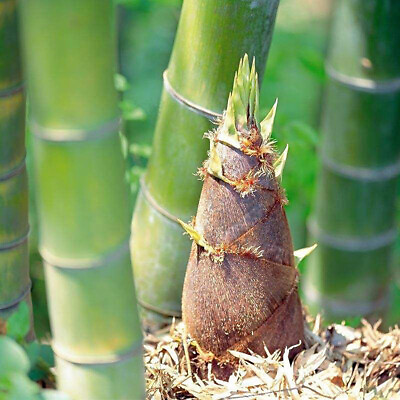 #ad 50Giant Moso Bamboo Seeds Perennial evergreen Grows Edible Bamboo shoots USA $4.19