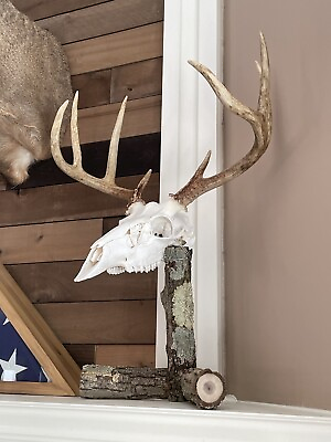 #ad European Deer Skull Mount Stand $69.99