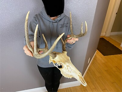 #ad European REAL Skull Whitetail Deer Antlers Set Wild Idaho Horns Euro Mount 4x4 $229.99