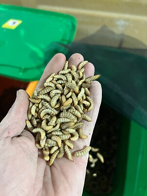 Live Large Black Soldier Fly Larvae 500 count. #ad #ad $6.99