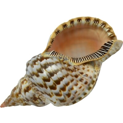 #ad Large Triton Decorative Shell Seashell Table Top Centerpiece 6 7quot; $41.99