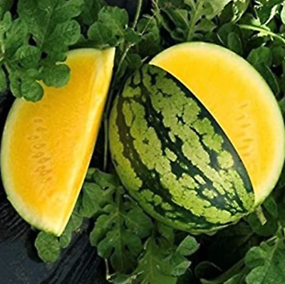 #ad 10 Yellow Gem Watermelon Seeds Non GMO True Yellow Very Sweet RARE $2.88