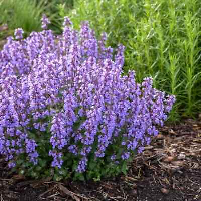 #ad Catmint Seeds Non GMO Free Shipping Seed Store 1274 $17.49