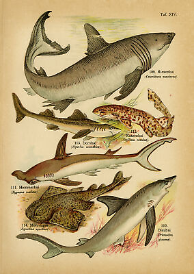 #ad Antique Print BASKING SHARK HAMMERHEAD BLUE SHARK SPINY DOGFISH Schleyer 1890 $39.50