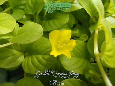 #ad #ad 5 Golden Creeping Jenny Plants Lysimachia nummularia #x27;Aurea#x27; 4 to 6 inches $22.50