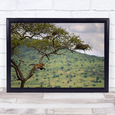 #ad At the edge Leopard Leopards Tree Rest Resting View Scout Wall Art Print GBP 59.99