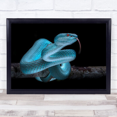 #ad #ad Venomous Blue Viper Snake Animals Reptile Skin Eye Animal Tongue Wall Art Print GBP 31.99