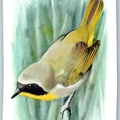 #ad c1930s Northern Yellow Throat Bird Soda Trade Card 9th #2 Church Dwight C10 $10.50