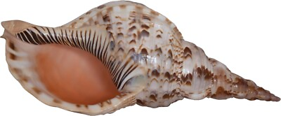#ad Pacific Triton Extra Large Decorative Seashell Tabletop 13 14quot; $250.99