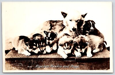 #ad Alaskan Huskie And Pups Animal Dog Pets Real Photo RPPC Postcard $11.19