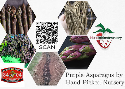 #ad #ad 25 Purple Pacific Live Asparagus Bare Root 2yr Crowns Hand Picked Nursery $40.95
