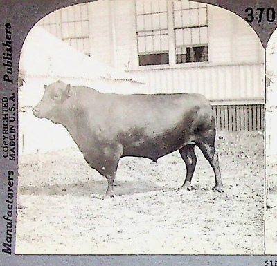 #ad #ad Aberdeen Angus Beef Cattle Photograph Keystone Stereoview Card $11.96