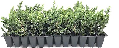 #ad #ad Juniper Blue Pacific Live Plants Hardy Drought Tolerant Evergreen Ground... $135.98