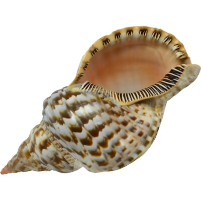 #ad Triton Decorative Shell Large Decorative Seashell 11 12quot; $120.99