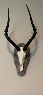 #ad africa impala skull faux replica Taxidermy skulls european mount african horns $119.99