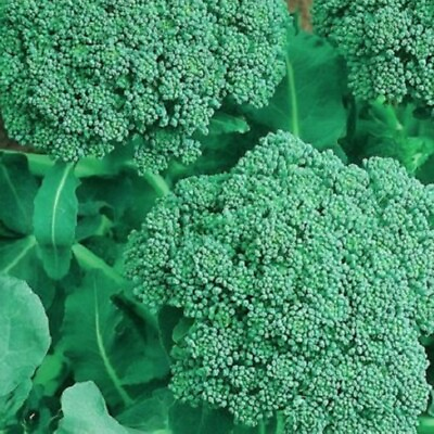 Broccoli Seeds NON GMO Heirloom Fresh Garden Seeds $200.00