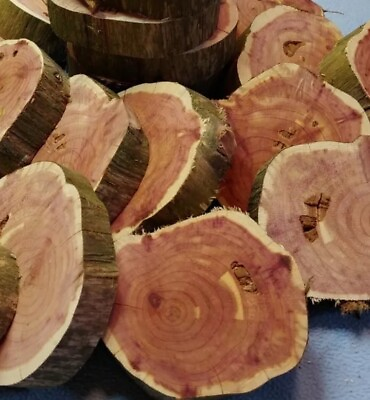 #ad 4 3.5quot; 4.5quot; Aromatic Red CEDAR 1quot; Thick Live Edge Wood Rounds Natural Cookies $16.00