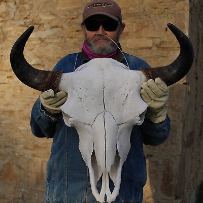 #ad #ad Buffalo Bison Head Skull Horns $891.73
