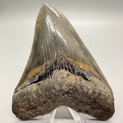 #ad Sharply Serrated Very Nice Colorful 4.46quot; Fossil MEGALODON Shark Tooth USA $249.00