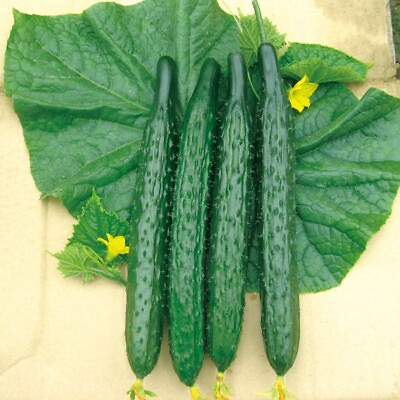 #ad 2gram 50pcs Spiky Cucumber Seeds Long Burpless Hybrid Cucumber Seeds $2.59