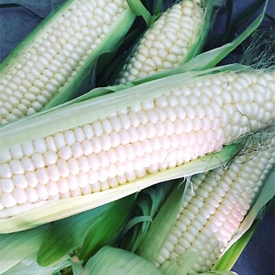 #ad Silver Queen Corn Seeds Non GMO Free Shipping Seed Store 1111 $31.89