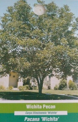 #ad WICHITA PECAN TREE Shade Trees Live Plant Large Pecans Nuts Wood Nut Orchard $124.95