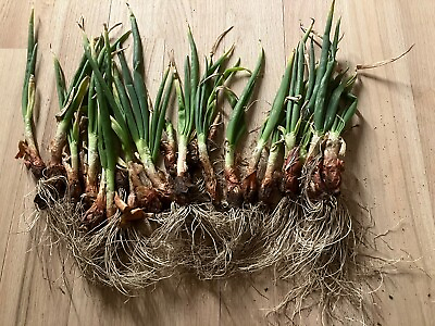 #ad 5 Egyptian Walking Onion Plants Beyond Organic Hardy Zones 3 9 $14.25