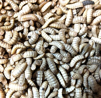 Black Soldier Fly Larvae BSFL 1000 ct 100% Live Arrival Guaranteed $21.99
