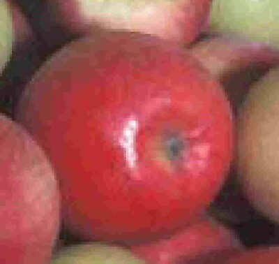 #ad Orchard apple tree seedling fruit hardy edible pollinator Wildlife LIVE PLANT $9.95