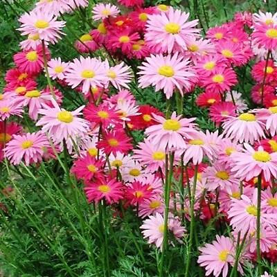 #ad #ad Painted Daisy ROBINSONS GIANT MIX Perennial Huge Cut Flowers Non GMO 50 Seeds $3.98