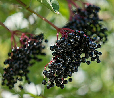 #ad 80 European Black Elderberry Seeds Sambucus nigra MEDICINAL TREE USA Seller $2.95