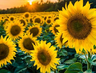 #ad Black Oil Sunflower Non Gmo Grow Your Own Sunflowers Fast Shipping $59.99
