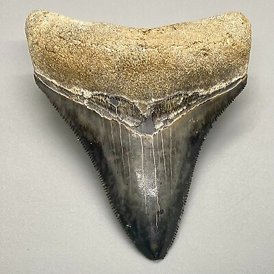 #ad Gorgeous colors and prints 2.87quot; Fossil MEGALODON Shark Tooth Sarasota FL $129.00