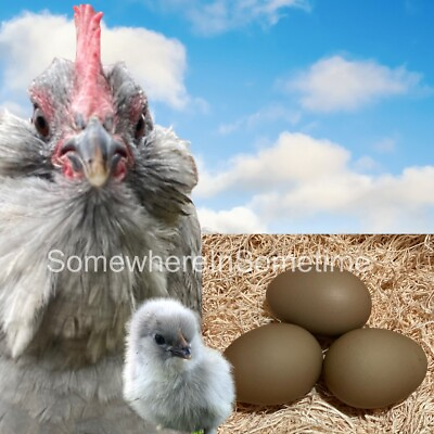 #ad ***RARE*** Lavender Olive Egger Chicken Hatching Egg $9.99