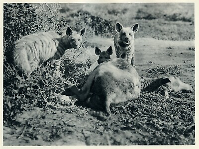 #ad 1930 photogravure HEYENAS EATING WILD DONKEY Animals of Africa vintage print $24.95