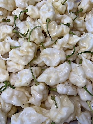#ad #ad 50 White Ghost Scorpion Pepper Seeds. 100% Organic Grown In 2023 . SUPERHOT $6.99